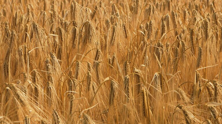 Ilyashev & Partners Successfully Defends Ukrainian Grain Producer in GAFTA Arbitration Over Breach of Contract